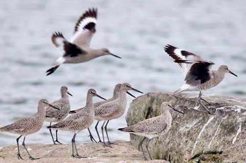 Willets flashing wings by Steve Gosser ©2010; permission required for use